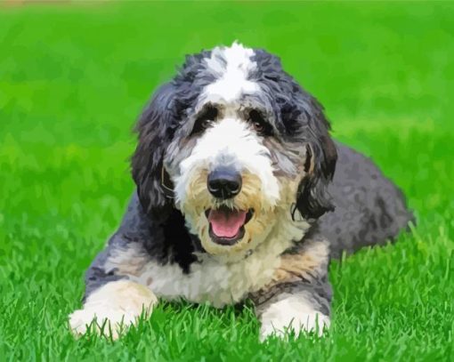 Cute Bernedoodle Paint By Numbers