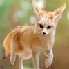 Fennec Fox Animal Paint By Numbers