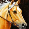 Golden Mare Horse Head Art Paint By Numbers