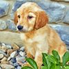 Golden Puppy Dog Paint By Numbers
