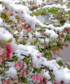 Ice In Spring Flowering Tree Paint By Numbers