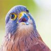 Kestrel Head Paint By Numbers