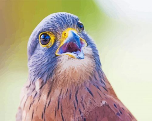 Kestrel Head Paint By Numbers