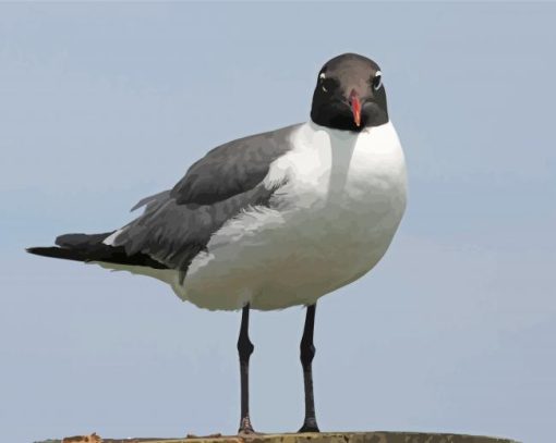 Laughing Gull Paint By Numbers