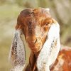 Long Eared Goat Paint By Numbers