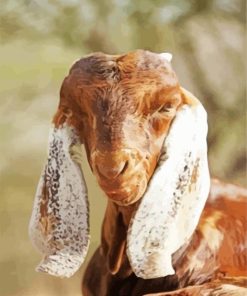 Long Eared Goat Paint By Numbers