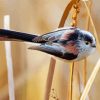 Long Tailed Tit Bird Paint By Numbers