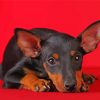 Manchester Terrier Puppy Dog Paint By Numbers