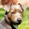Patterdale Terrier Head Paint By Numbers