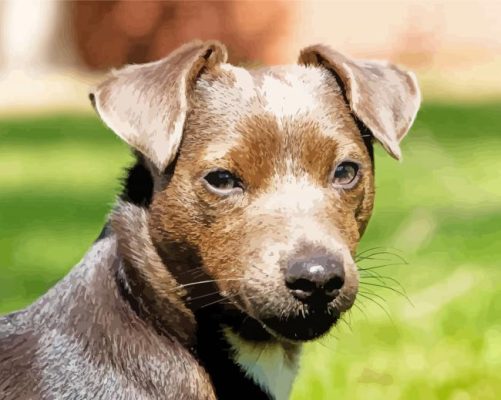 Patterdale Terrier Head Paint By Numbers