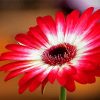 Red Gerbera Daisy Flowering Plant Paint By Numbers