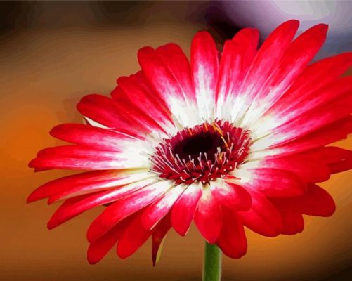 Red Gerbera Daisy Flowering Plant Paint By Numbers