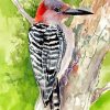 Red Bellied Woodpecker Art Paint By Numbers