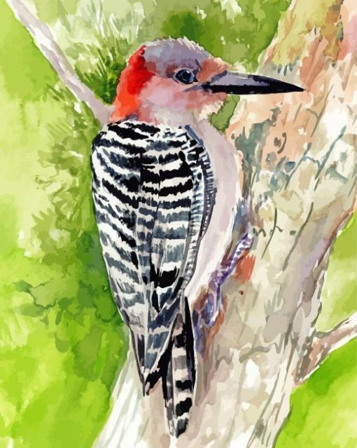 Red Bellied Woodpecker Art Paint By Numbers