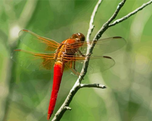 Red Dragonfly Insect Paint By Numbers