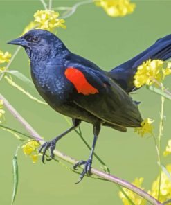 Red Winged Blackbird And Flowers Paint By Numbers
