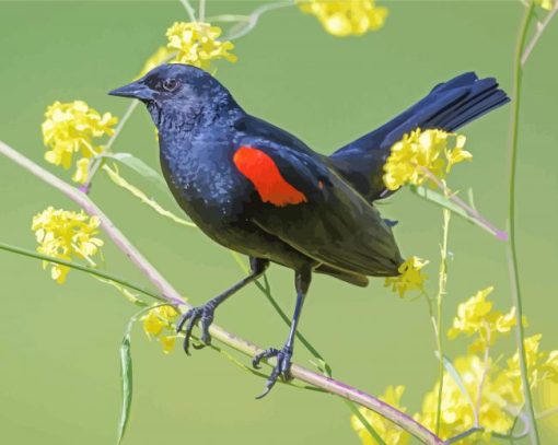 Red Winged Blackbird And Flowers Paint By Numbers