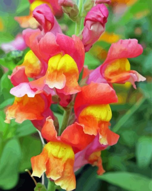 Snapdragons Paint By Numbers