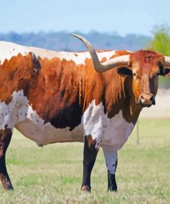Texas Longhorn Cattle Paint By Numbers