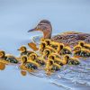 The Mallard Duck And Babies Paint By Numbers