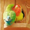 Two Rosy Faced Lovebirds Paint By Numbers