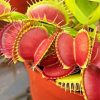 Venus Flytrap Paint By Numbers