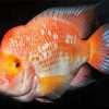 White And Orange Red Devil Cichlid Fish Paint By Numbers