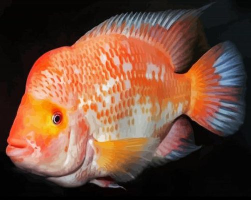 White And Orange Red Devil Cichlid Fish Paint By Numbers