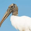 Wood Stork Bird Paint By Numbers