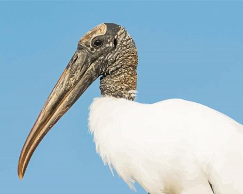 Wood Stork Bird Paint By Numbers