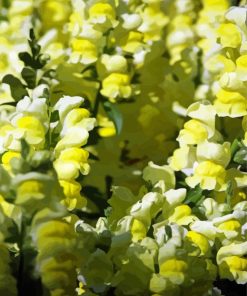 Yellow Snapdragons Paint By Numbers