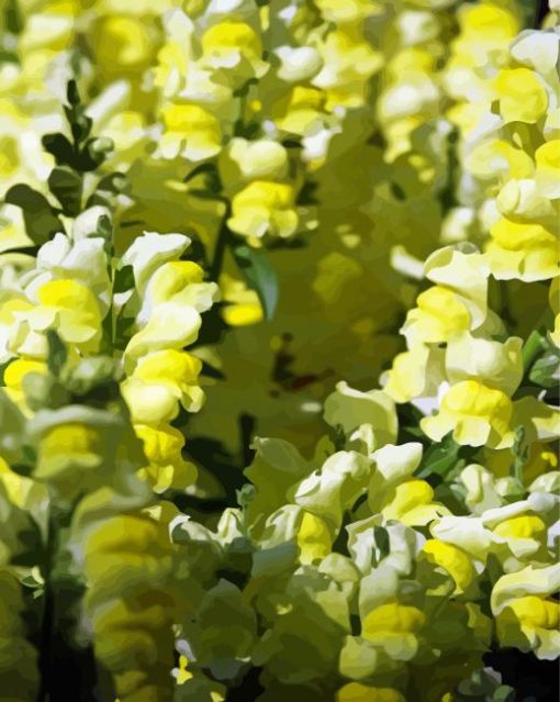 Yellow Snapdragons Paint By Numbers