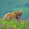 Aesthetic Bear In Flowers Field Paint By Numbers