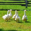 Aesthetic Geese In The Garden Paint By Numbers