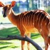 Aesthetic Nyala Paint By Numbers