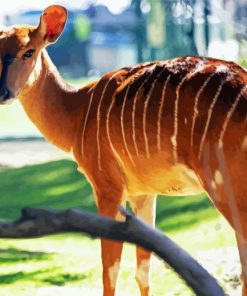 Aesthetic Nyala Paint By Numbers