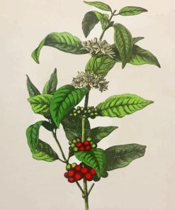 Arabica Coffee Plant Paint By Numbers