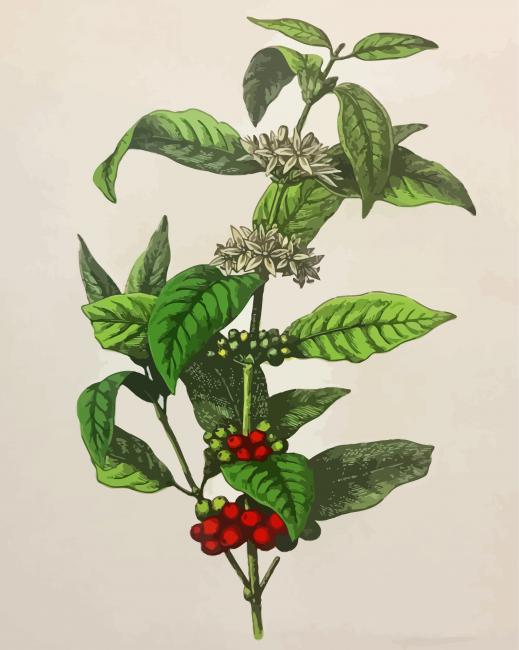 Arabica Coffee Plant Paint By Numbers