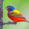 Beautiful Painted Bunting Paint By Numbers