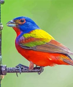 Beautiful Painted Bunting Paint By Numbers