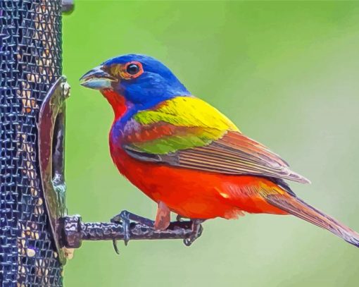 Beautiful Painted Bunting Paint By Numbers