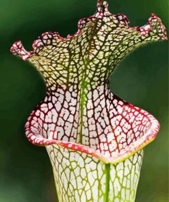 Beautiful Pitcher Plant Paint By Numbers