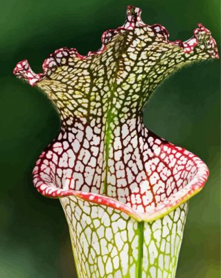 Beautiful Pitcher Plant Paint By Numbers