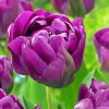 Beautiful Purple Peony Paint By Numbers