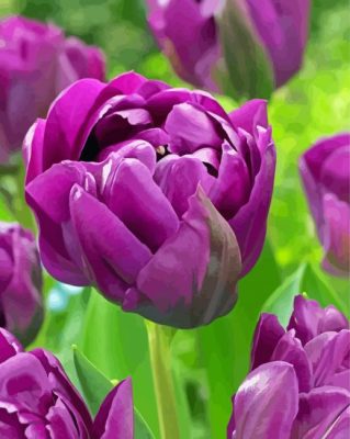 Beautiful Purple Peony Paint By Numbers