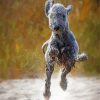 Bedlington Terrier Running Paint By Numbers