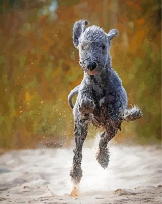 Bedlington Terrier Running Paint By Numbers