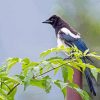 Black Billed Magpie Bird Paint By Numbers