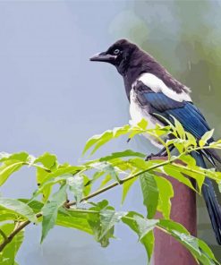 Black Billed Magpie Bird Paint By Numbers