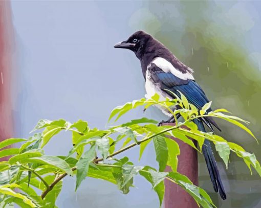 Black Billed Magpie Bird Paint By Numbers